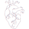 anatomical heart, outline red/blue