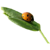 Glückskäferchen Marienkäfer Glück Glücksbringer