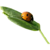 Lucky beetle ladybug without text