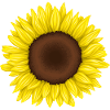 Sonnenblume