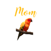 sun conure mom, sun conure