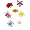 Flower Species Flowers