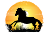 Sunset - Appaloosa Horse
