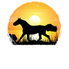 Sunset - Holsteiner Horse