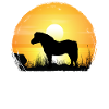 Sunset - Shetland Pony Horse