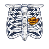 Pumpkin Skeleton Halloween