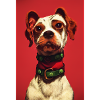 Punk Dog Red