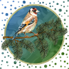 Bunter Vogel