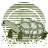 Tortoise