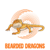 Bearded Dragon Pogona Gift