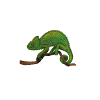 Caméléon