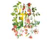 Wildflowers - nature lovers