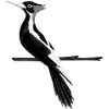 Woodpecker