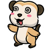Meerkats Animal lovers Meerkat lovers