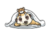 Sleeping meerkats
