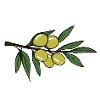 Die Oliventheorie