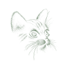 Cat hand-drawn