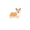 Corgi