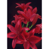Flowerpower