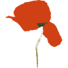 Corn poppy