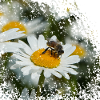 A bee collects pollen