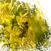 Bee on rapeseed blossom