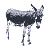 donkey