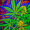 Cannagogh
