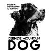 Bernese mountain dog