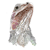 IGUANA