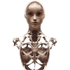 Torso