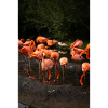 Pink Flamingo