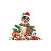 Australischer Schäferhund; Weihnachtsthema