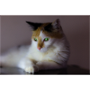 le chat au doux regard