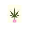 Cannabis T-Shirt