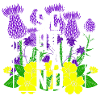 Scotland Flowers