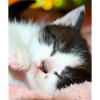 Sleeping cat