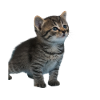 Cute kitten