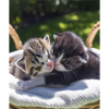 Cats Babies
