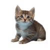 Cat Design