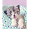 Mignon bébé chaton