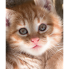 Cute cat
