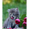 For cat owners