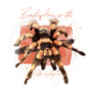Spinnen sind so fluffig!