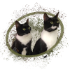 Katzenliebe