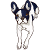 Frenchie - French Bulldog