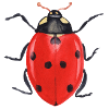 Ladybug Insects Gift Idea T-shirt