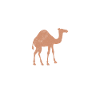 Dromedary