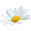 Margerit Gås Hvide Blomst Margueritter