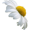 Marguerite fleur blanche Fleur d’oie
